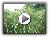 Heizen mit Miscanthus